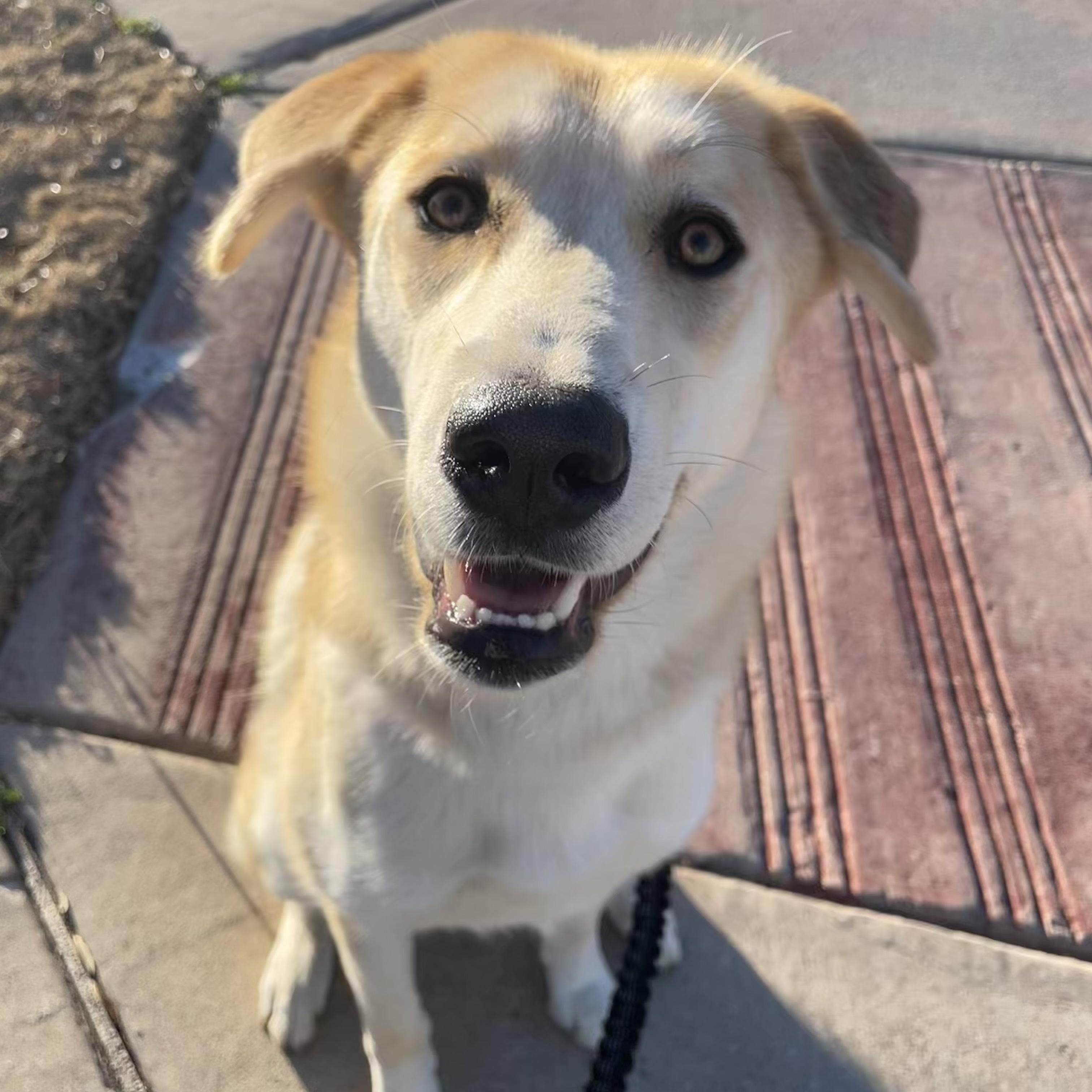 Enlarge Macadamia, a ADOPTABLE mixed breed in Fort Worth, TX image 5/5