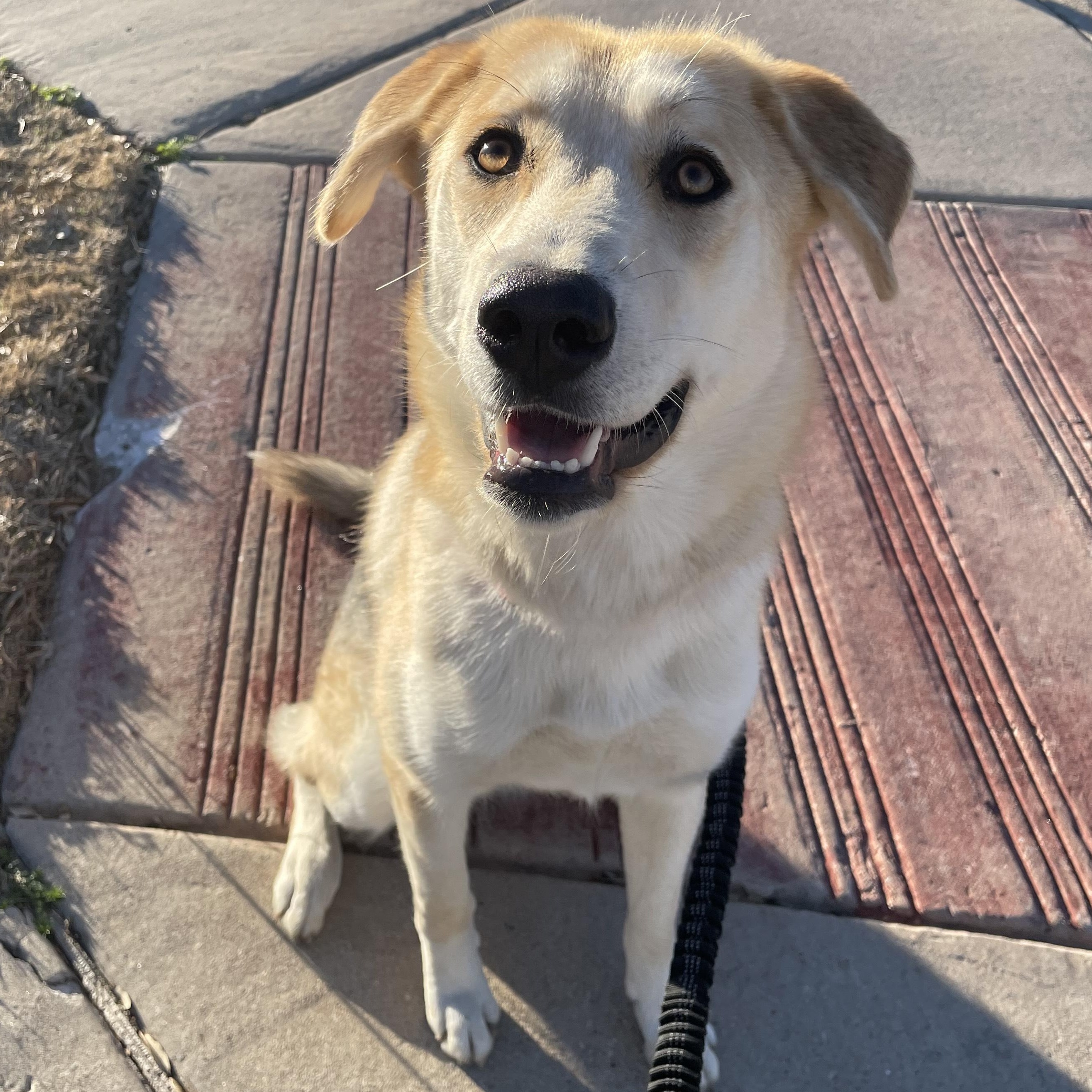 Enlarge Macadamia, a ADOPTABLE mixed breed in Fort Worth, TX image 1/5