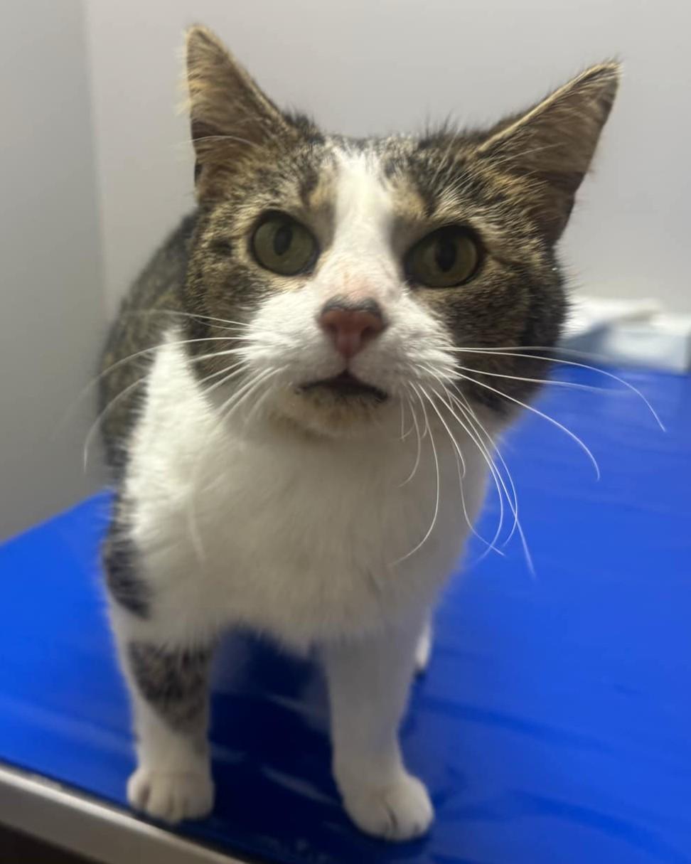 Pepper, Adoptable, Adult Female Domestic Short Hair & American Bobtail.