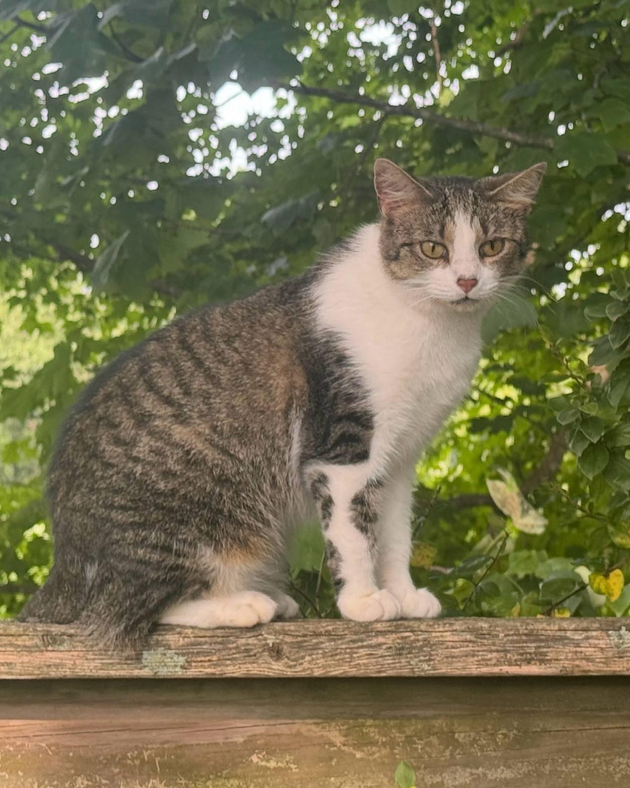 Pepper, a Adoptable mixed breed in Richmond, KY image 5/6