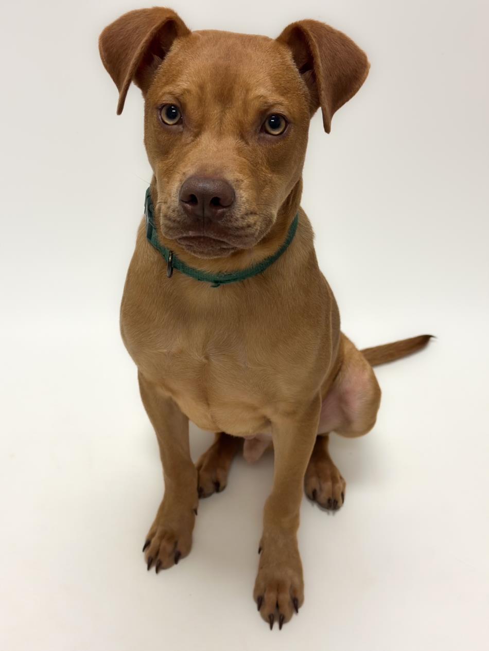 CHICKEN WING, Adoptable, Young Male Pit Bull Terrier.