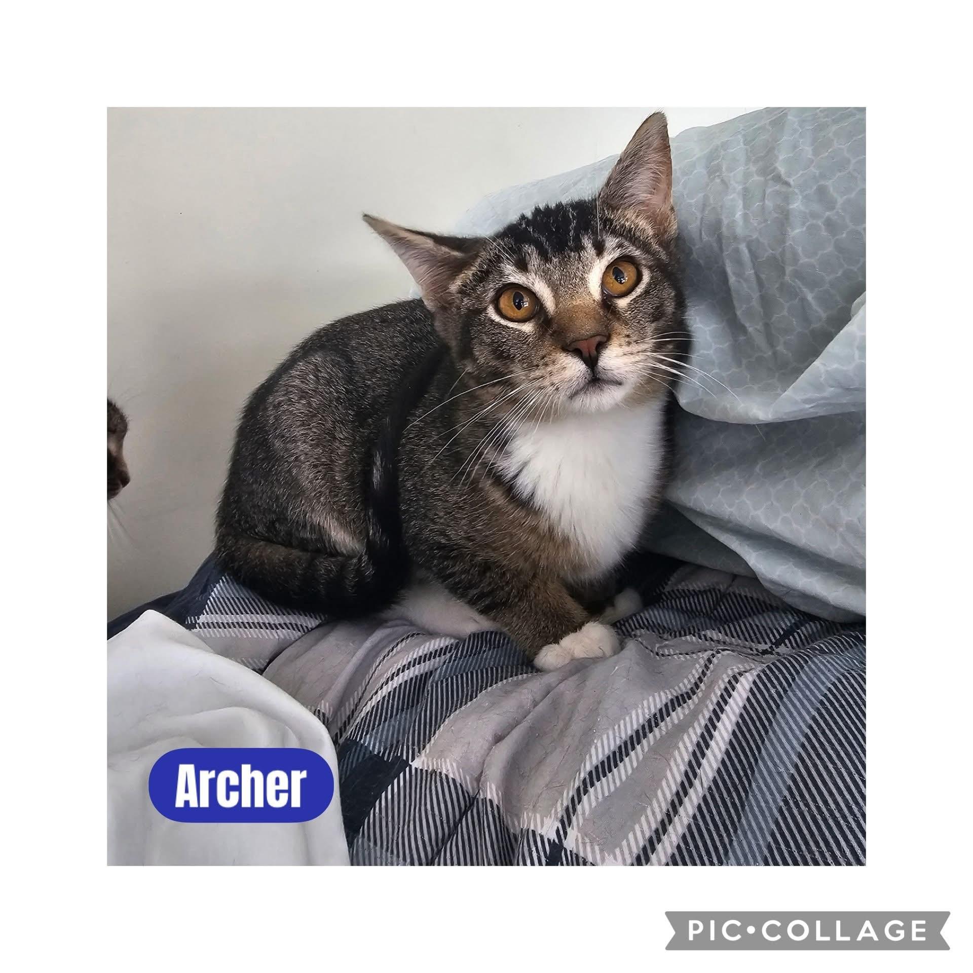 Enlarge Archer and Bellatrix, a ADOPTABLE Domestic Short Hair in Freeland, MI image 2/3