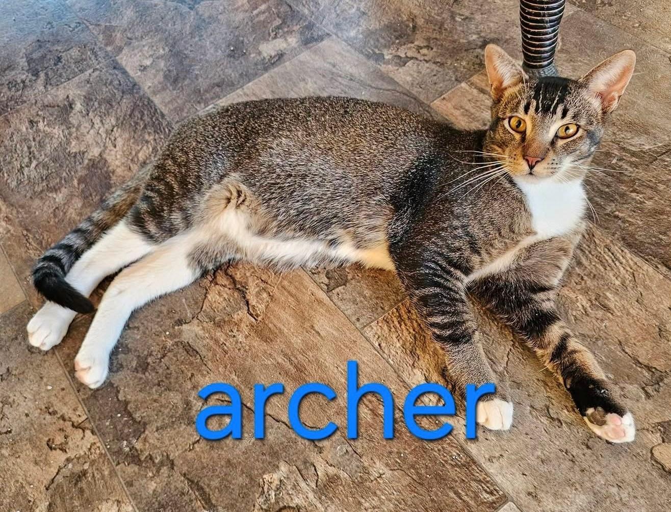 Archer, Adoptable, Young Male Domestic Short Hair.