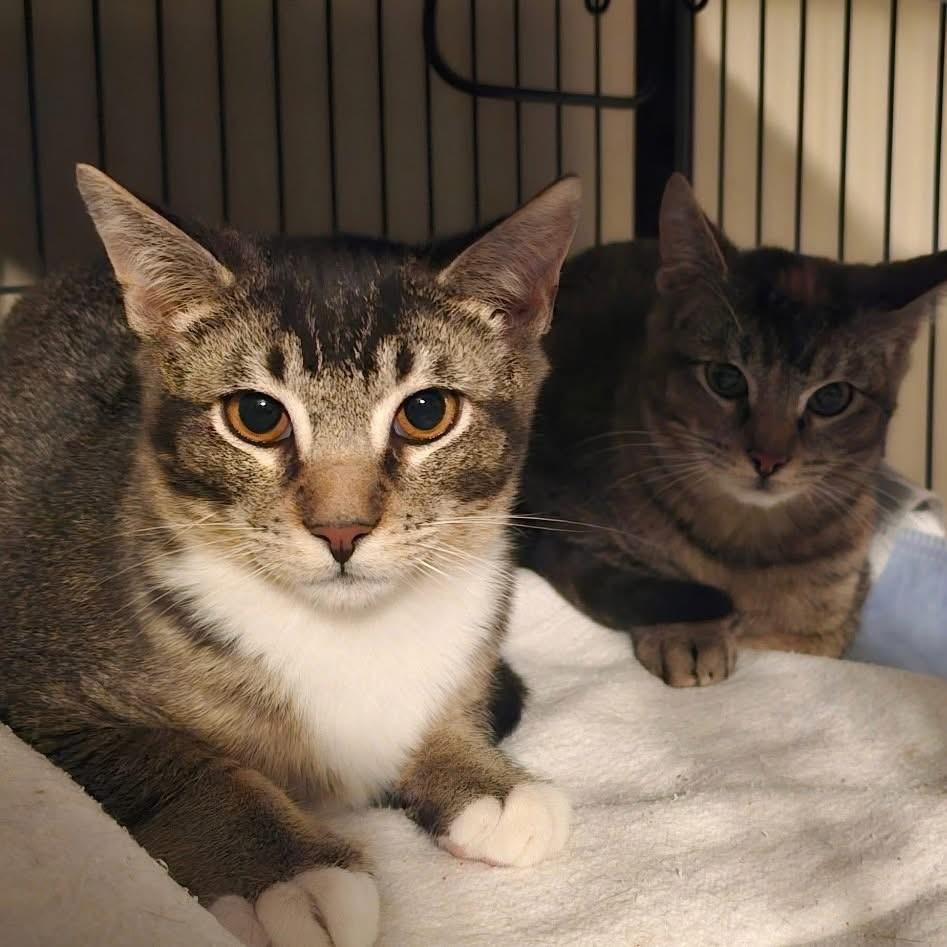 Archer and Bellatrix, ADOPTABLE, Kitten Male Domestic Short Hair.
