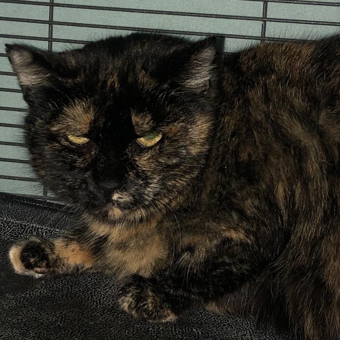 Lola *Garage/Barn Cat*, Adoptable, Adult Female Manx.