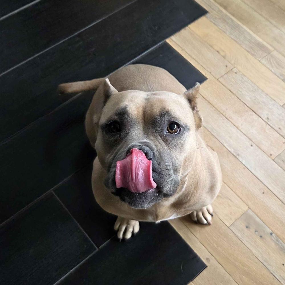 Enlarge Tatie Tot - AVAILABLE, a Adoptable Pit Bull Terrier in Seattle, WA image 1/6