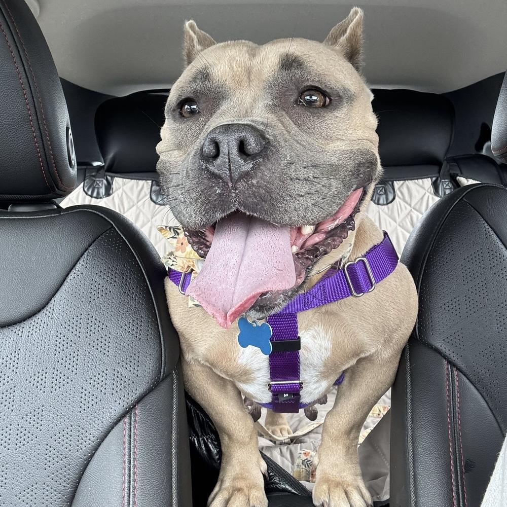 Enlarge Tatie Tot - AVAILABLE, a Adoptable Pit Bull Terrier in Seattle, WA image 2/6