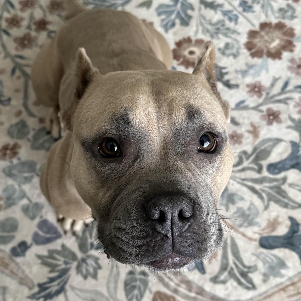 Enlarge Tatie Tot - AVAILABLE, a Adoptable Pit Bull Terrier in Seattle, WA image 3/6