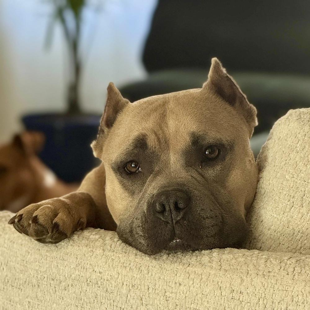 Enlarge Tatie Tot - AVAILABLE, a Adoptable Pit Bull Terrier in Seattle, WA image 4/6