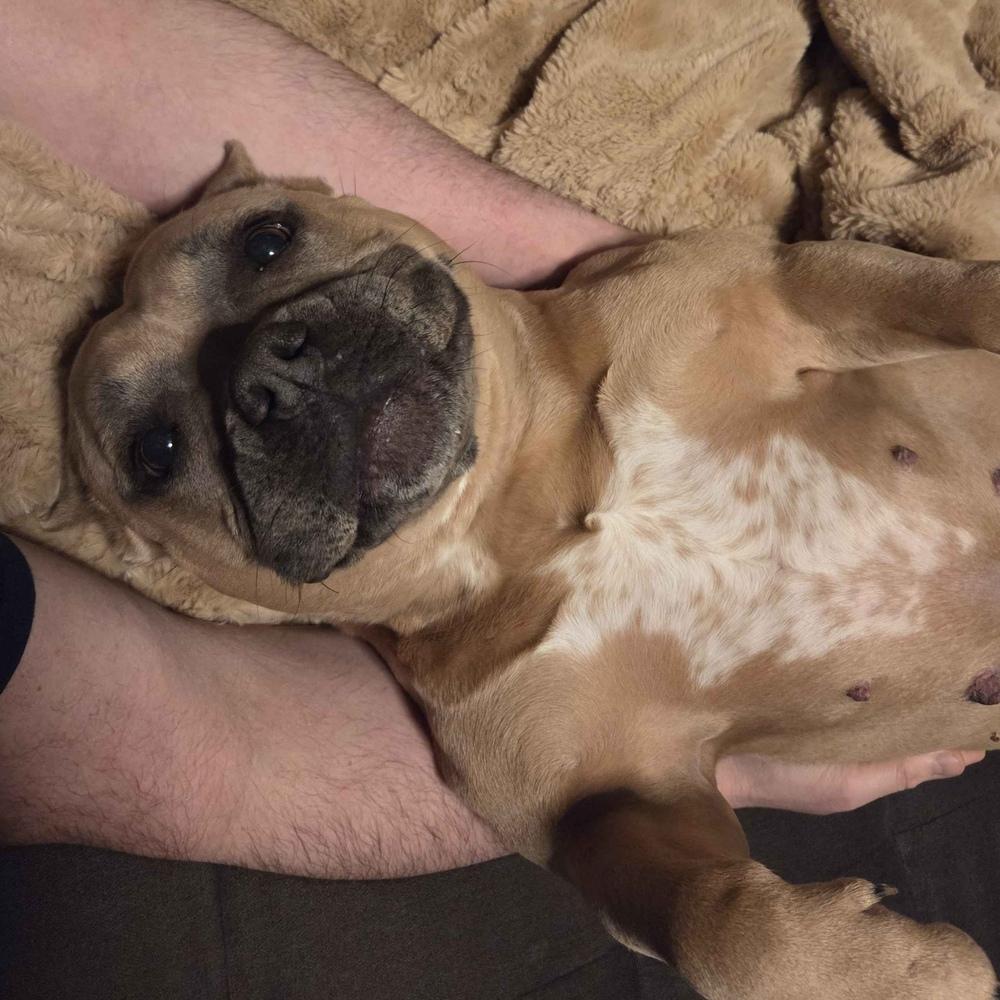 Enlarge Tatie Tot - AVAILABLE, a Adoptable Pit Bull Terrier in Seattle, WA image 5/6