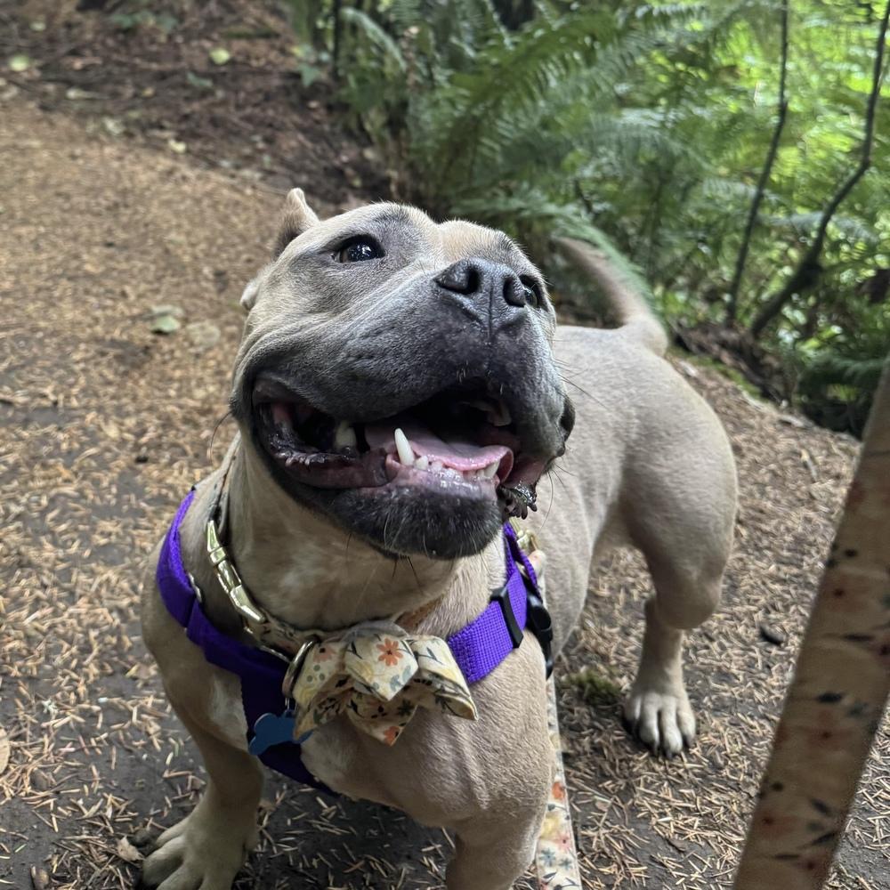 Enlarge Tatie Tot - AVAILABLE, a Adoptable Pit Bull Terrier in Seattle, WA image 6/6