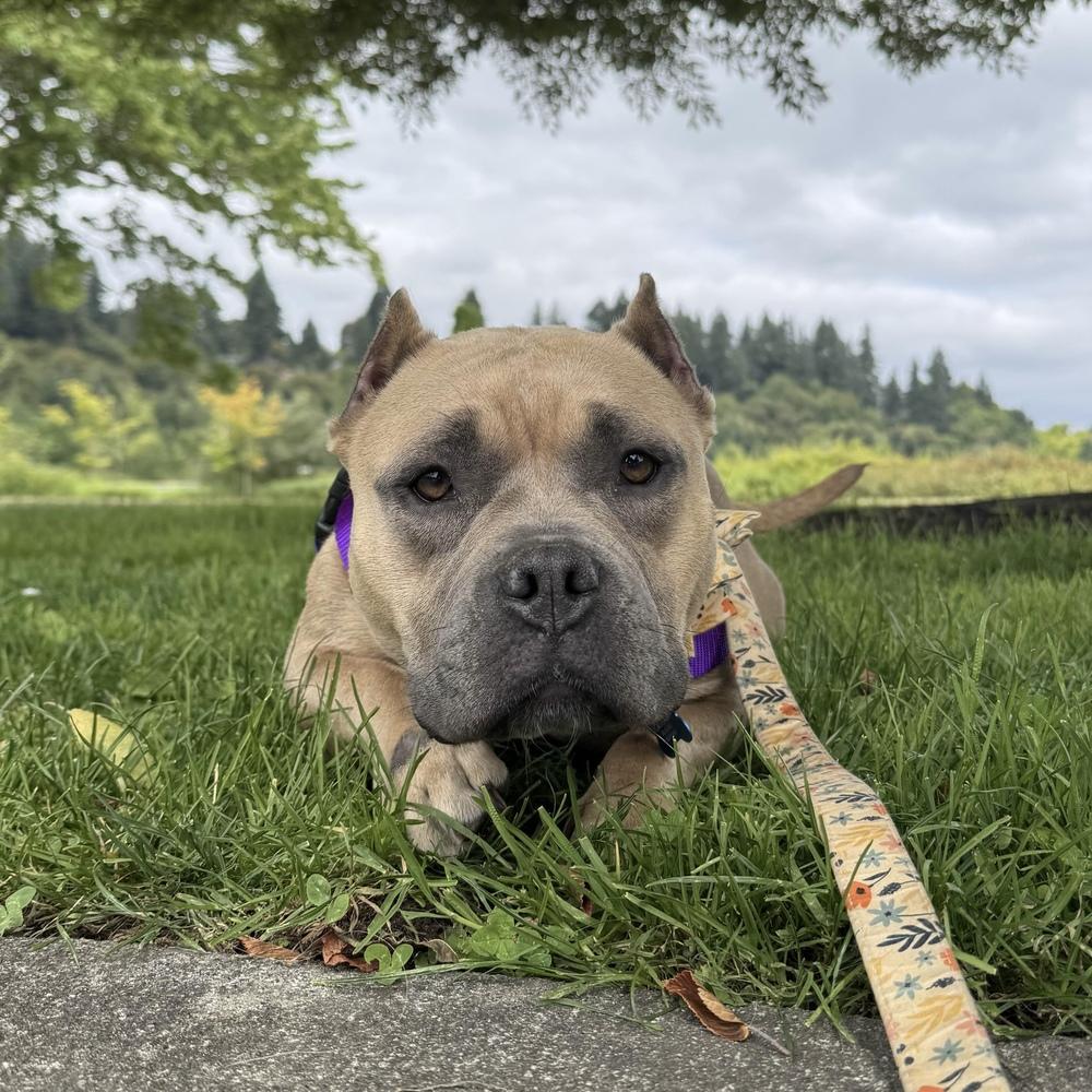 Enlarge Tatie Tot - AVAILABLE, a Adoptable Pit Bull Terrier in Seattle, WA image 5/6