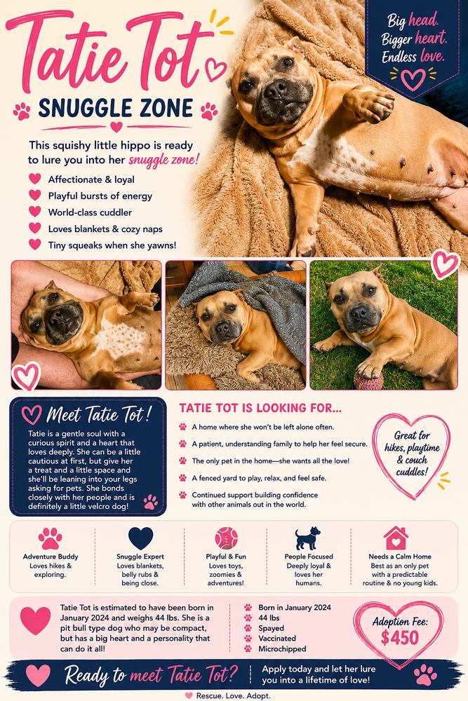 Enlarge Tatie Tot - AVAILABLE, a Adoptable Pit Bull Terrier in Seattle, WA image 6/6