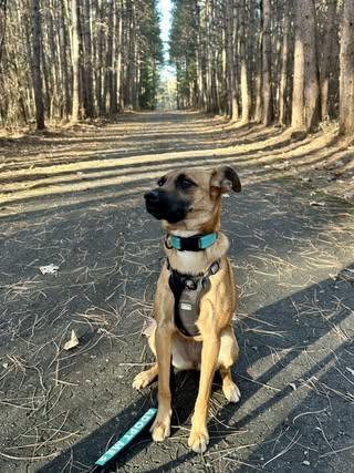 Enlarge Sierra (was Sabrina), a Adoptable Mixed Breed in Watertown, WI image 5/6