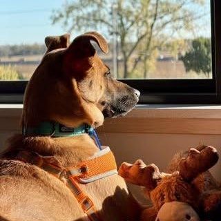 Enlarge Sierra (was Sabrina), a Adoptable Mixed Breed in Watertown, WI image 3/6