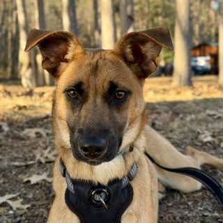 Enlarge Sierra (was Sabrina), a Adoptable Mixed Breed in Watertown, WI image 1/6