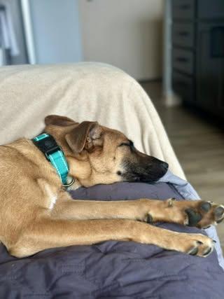 Enlarge Sierra (was Sabrina), a Adoptable Mixed Breed in Watertown, WI image 6/6