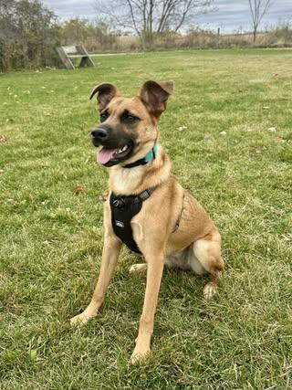 Enlarge Sierra (was Sabrina), a Adoptable Mixed Breed in Watertown, WI image 2/6