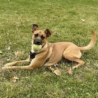 Enlarge Sierra (was Sabrina), a Adoptable Mixed Breed in Watertown, WI image 4/6