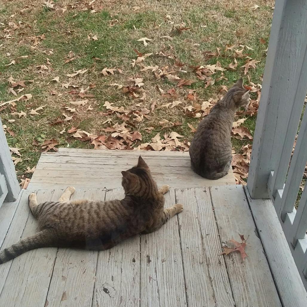 Spencer — thumbnail 2