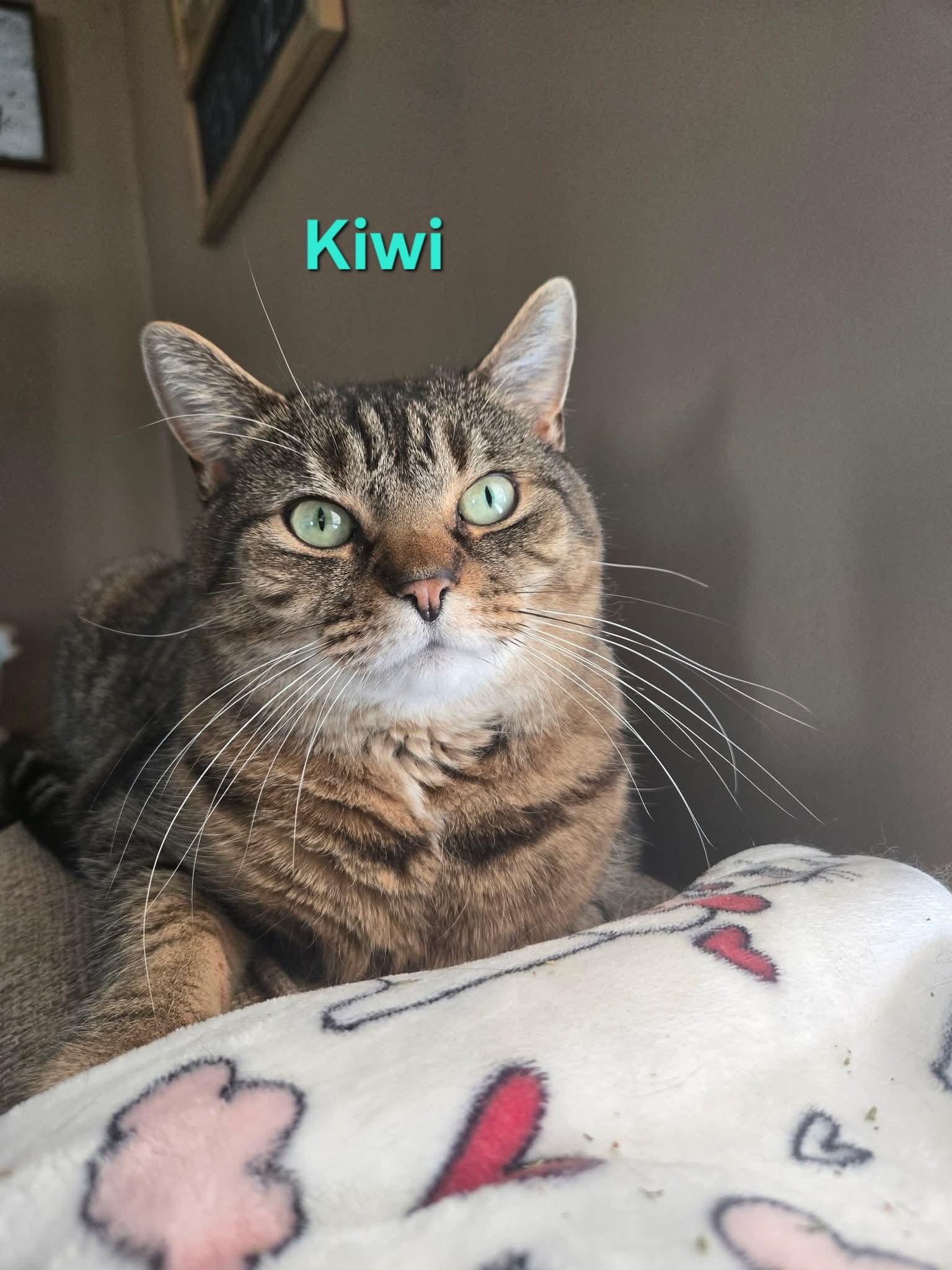 Enlarge Kiwi, a ADOPTABLE Domestic Short Hair in Chicopee, MA image 1/1