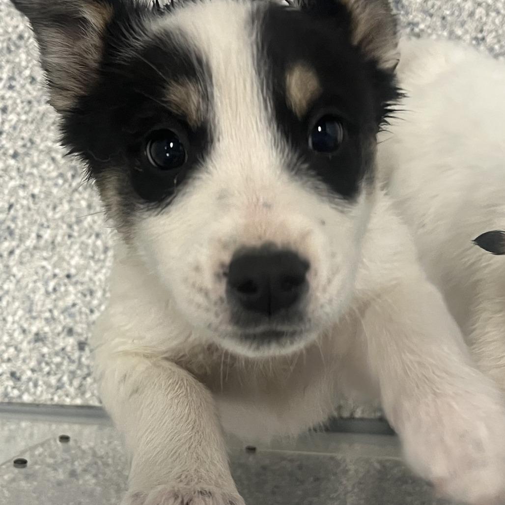 Henry, Adoptable, Puppy Male Border Collie.