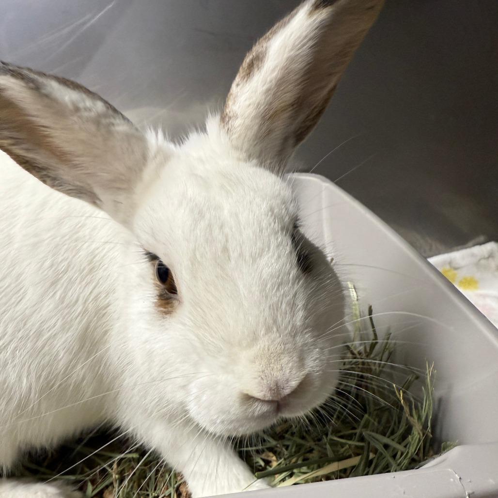 Motherboard, a Adoptable American in Richmond, CA image 1/6