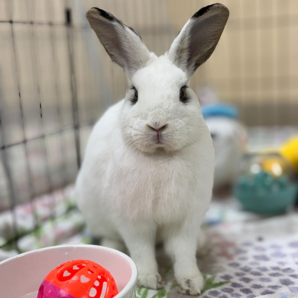 Motherboard, a Adoptable American in Richmond, CA image 3/6