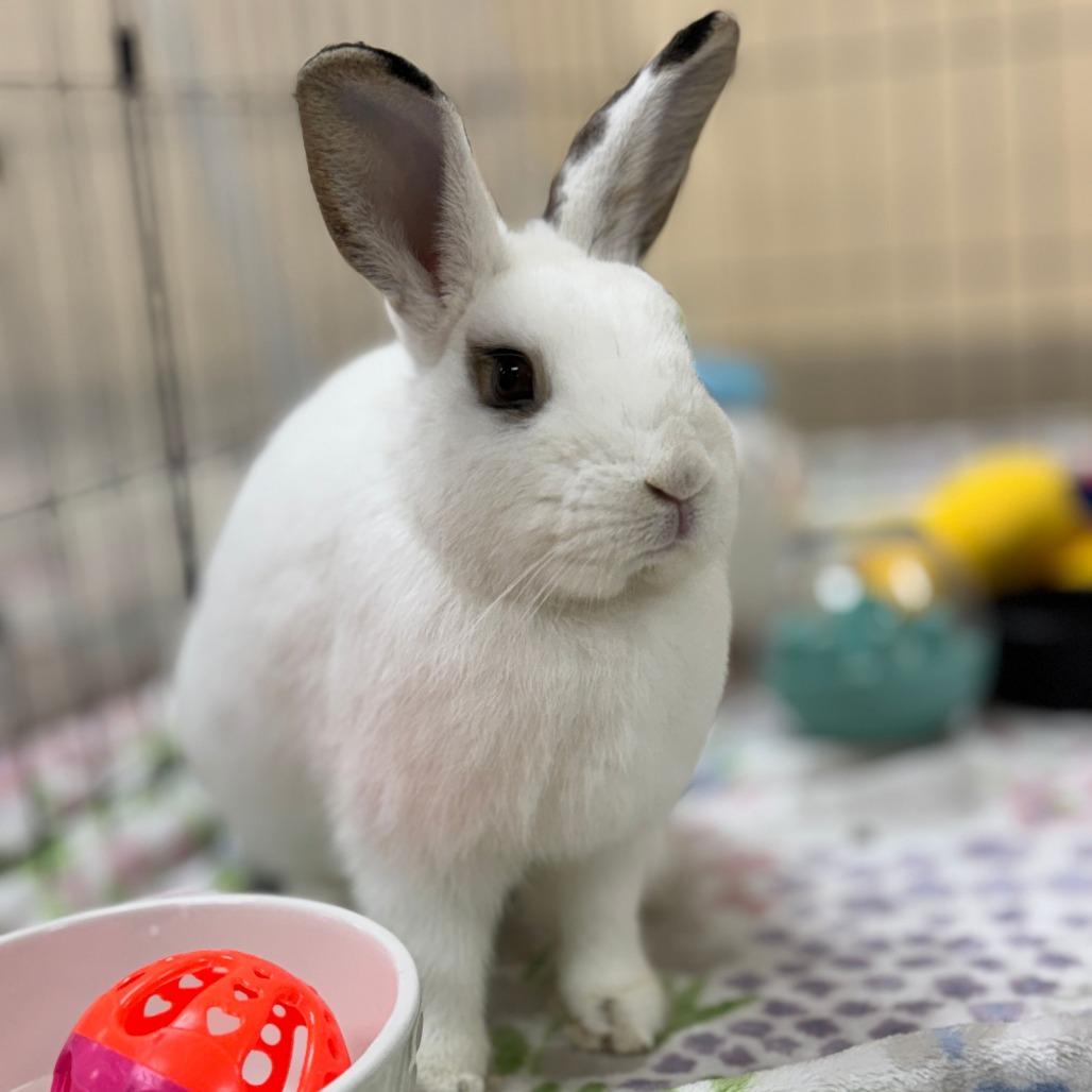 Motherboard, a Adoptable American in Richmond, CA image 4/6