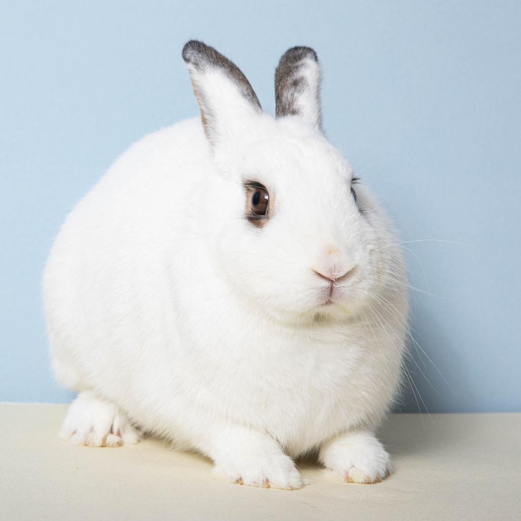 Motherboard, a Adoptable American in Richmond, CA image 6/6