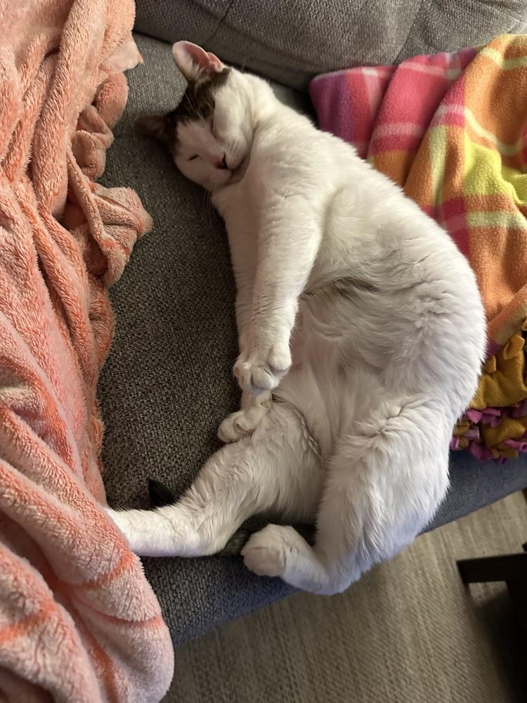 Enlarge Sunshine, a Adoptable Domestic Short Hair in Fort collins, CO image 1/6