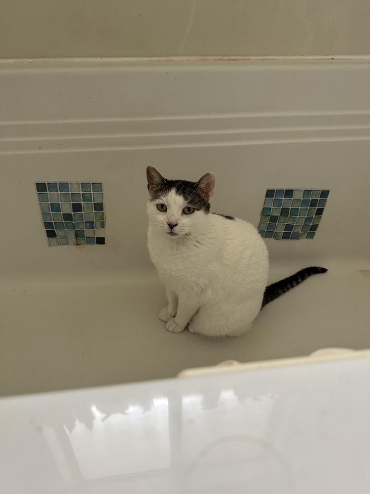 Enlarge Sunshine, a Adoptable Domestic Short Hair in Fort collins, CO image 3/6