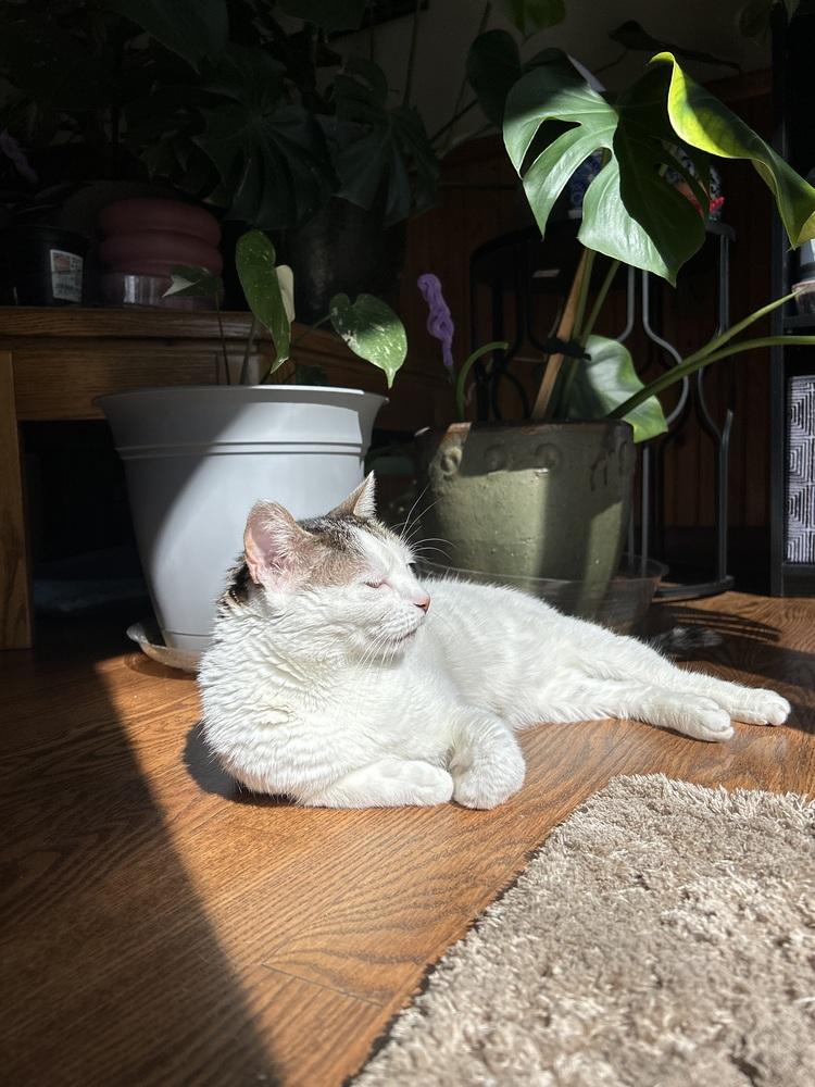 Sunshine, a Adoptable Domestic Short Hair in Fort collins, CO image 2/5