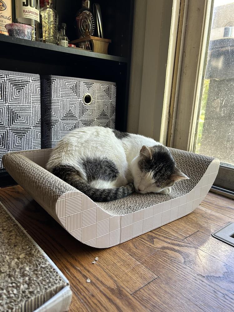 Sunshine, a Adoptable Domestic Short Hair in Fort collins, CO image 5/5
