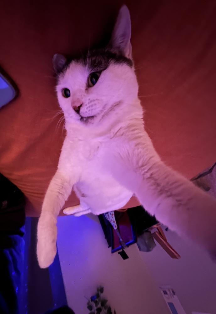 Enlarge Sunshine, a Adoptable Domestic Short Hair in Fort collins, CO image 4/6