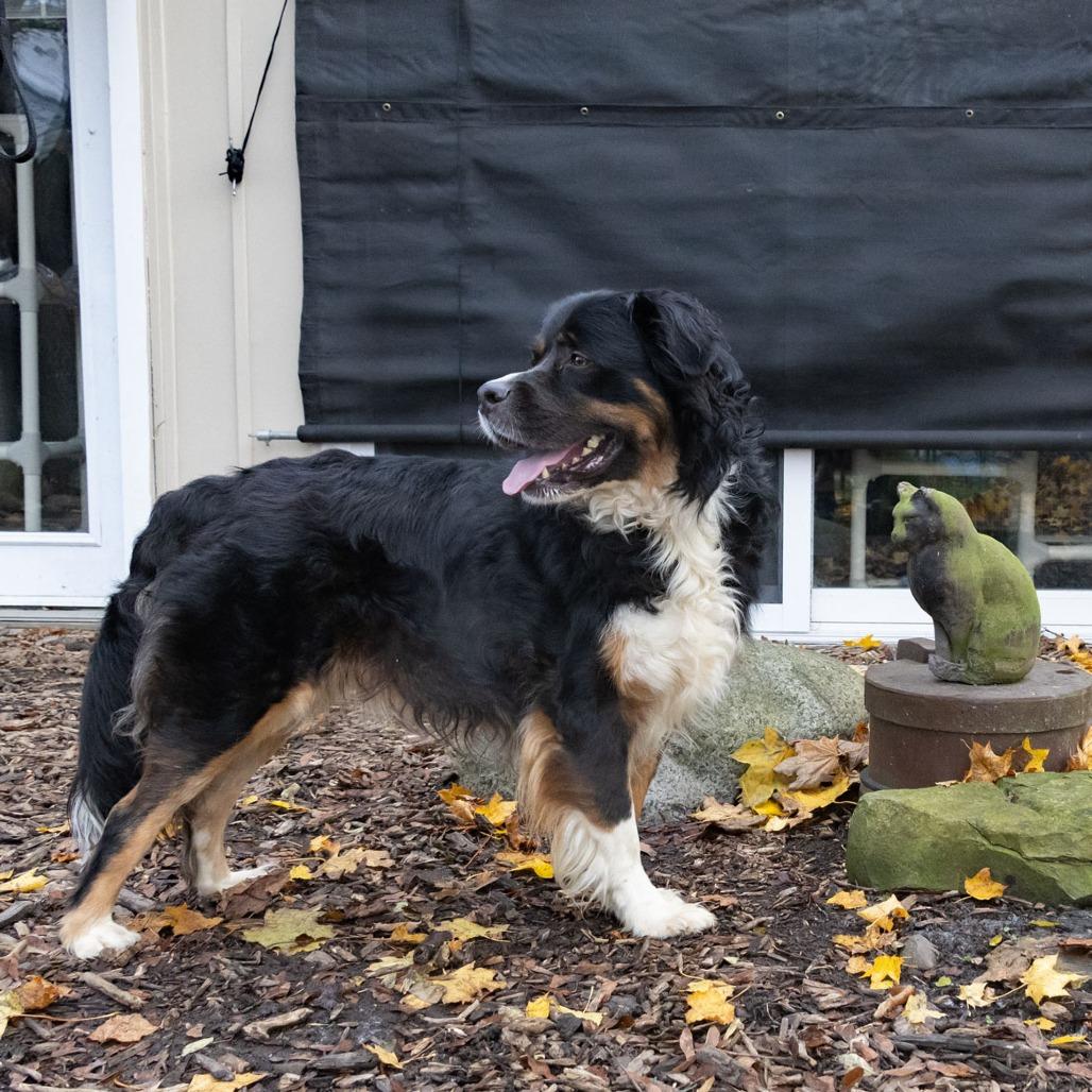 Enlarge Bernie, a Adoptable Bernese Mountain Dog in McKean, PA image 1/6