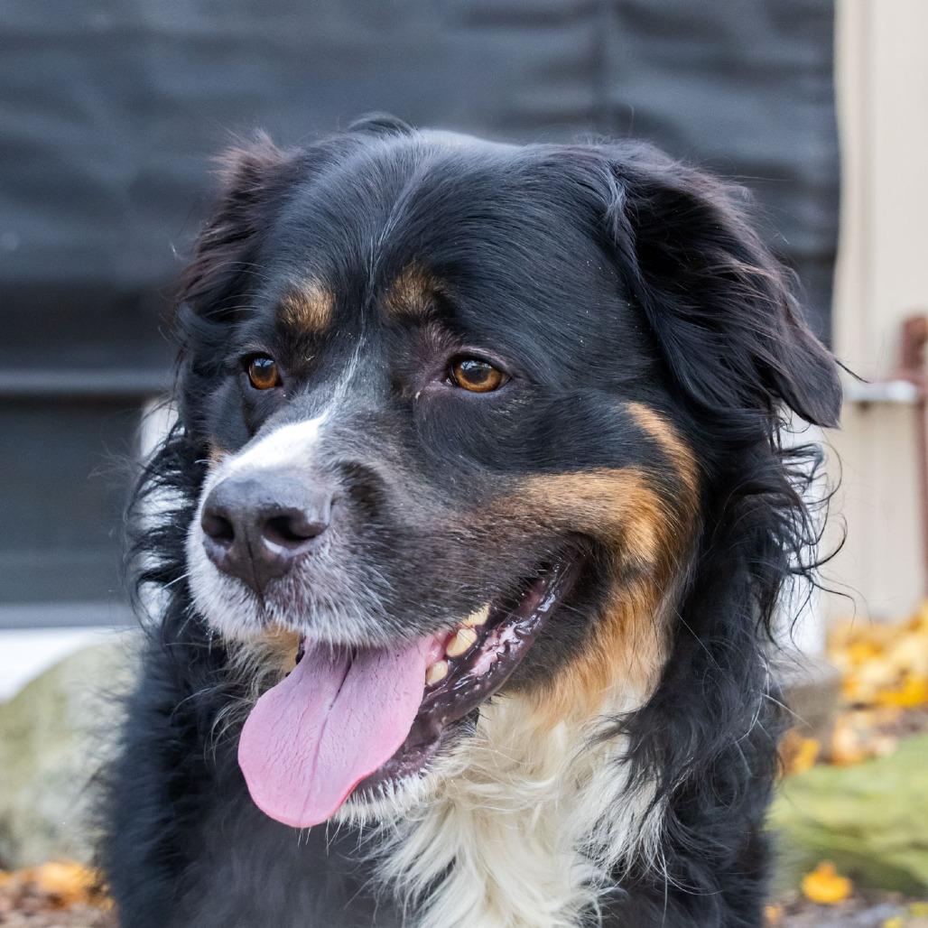 Bernie, Adoptable, Adult Male Bernese Mountain Dog.