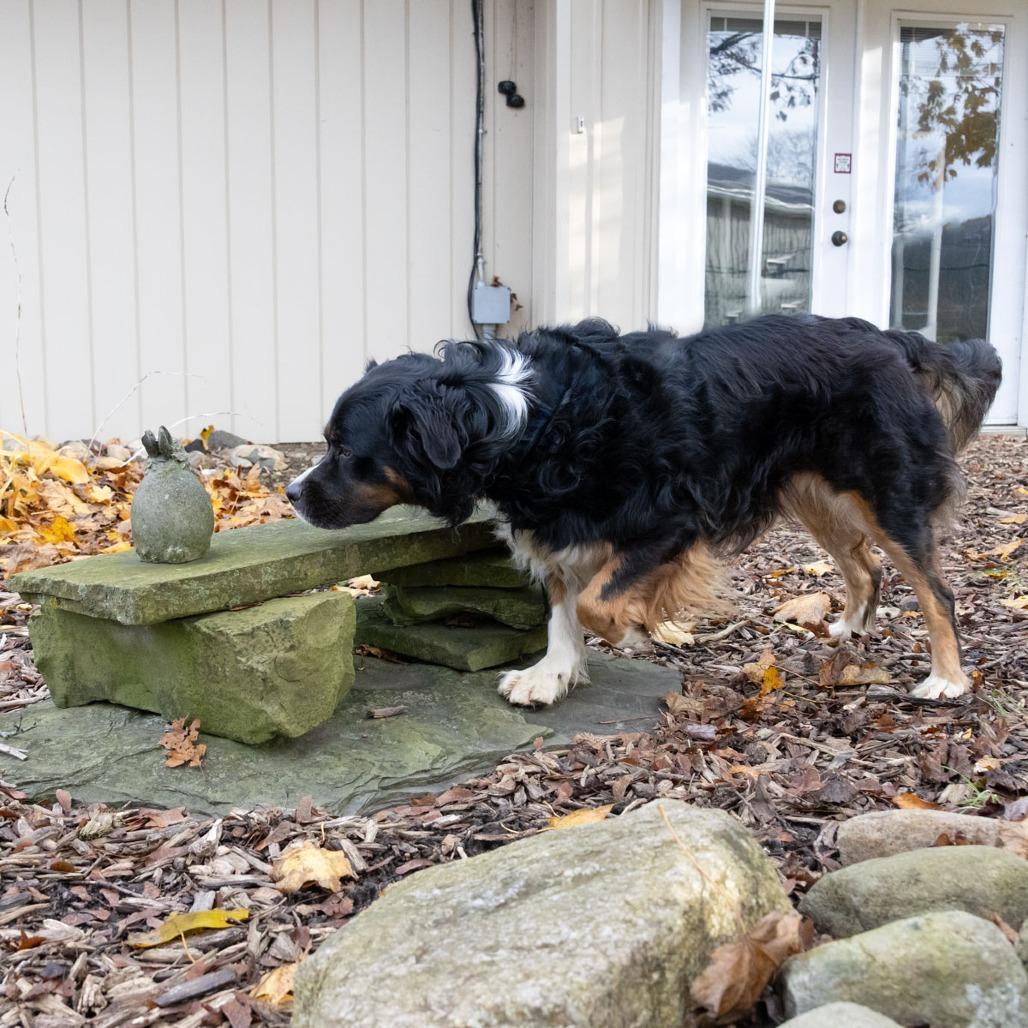 Enlarge Bernie, a Adoptable Bernese Mountain Dog in McKean, PA image 2/6