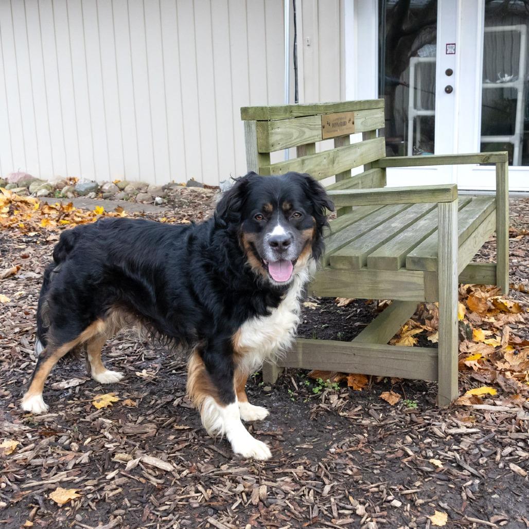 Enlarge Bernie, a Adoptable Bernese Mountain Dog in McKean, PA image 3/6