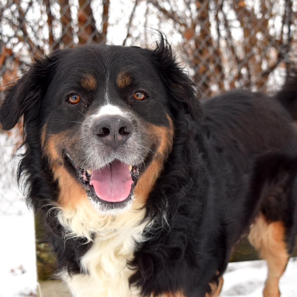 Enlarge Bernie, a Adoptable Bernese Mountain Dog in McKean, PA image 4/6