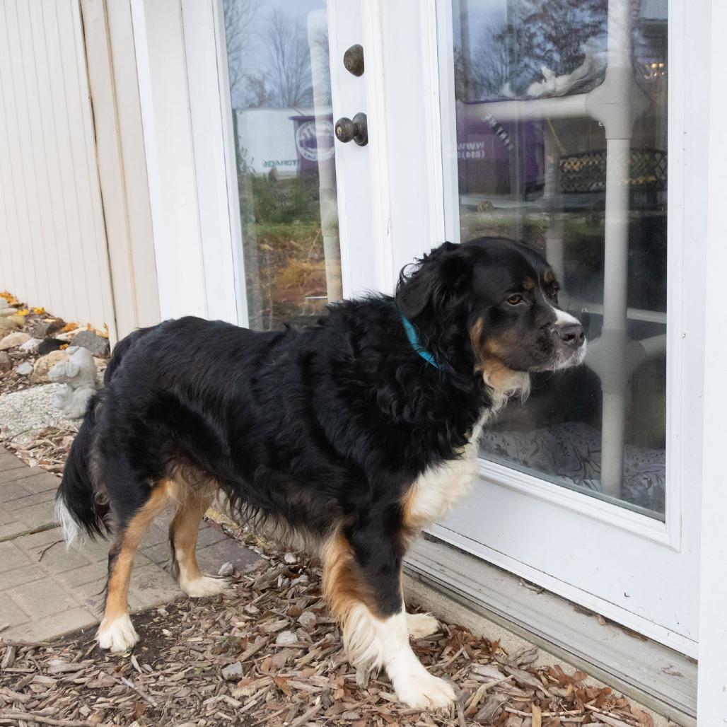 Enlarge Bernie, a Adoptable Bernese Mountain Dog in McKean, PA image 5/6