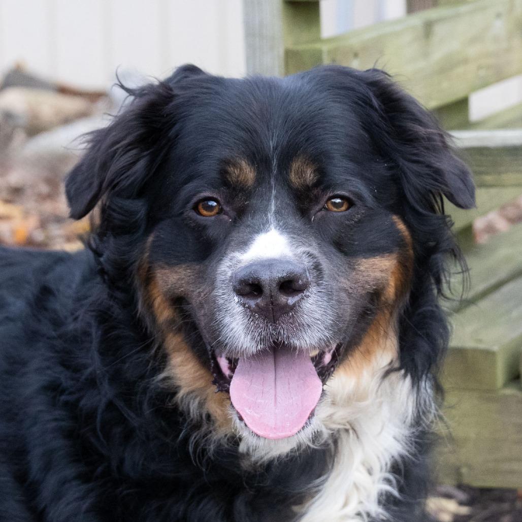 Enlarge Bernie, a Adoptable Bernese Mountain Dog in McKean, PA image 6/6