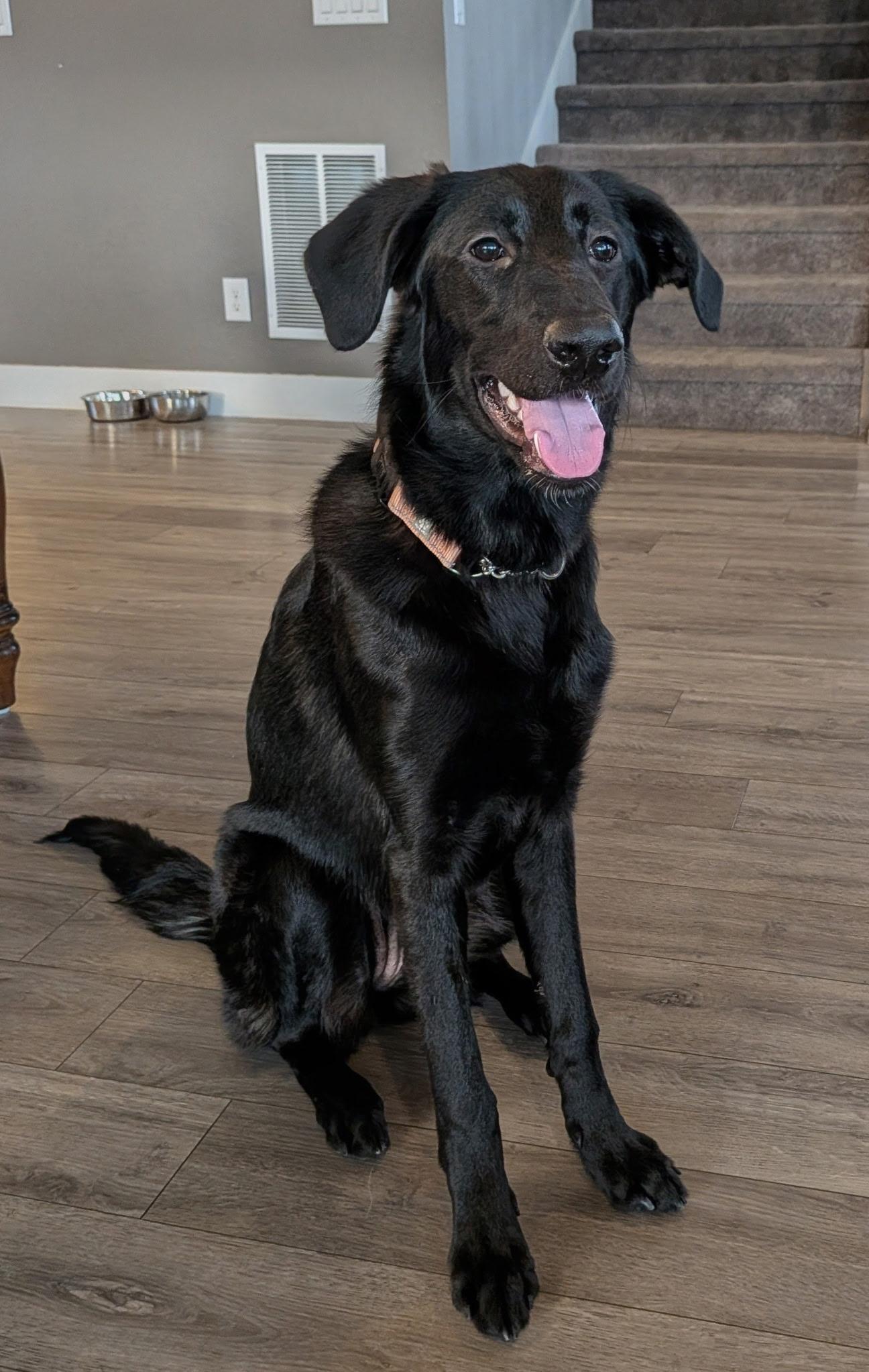 Maxine, a Adoptable mixed breed in Fort Collins, CO image 2/5