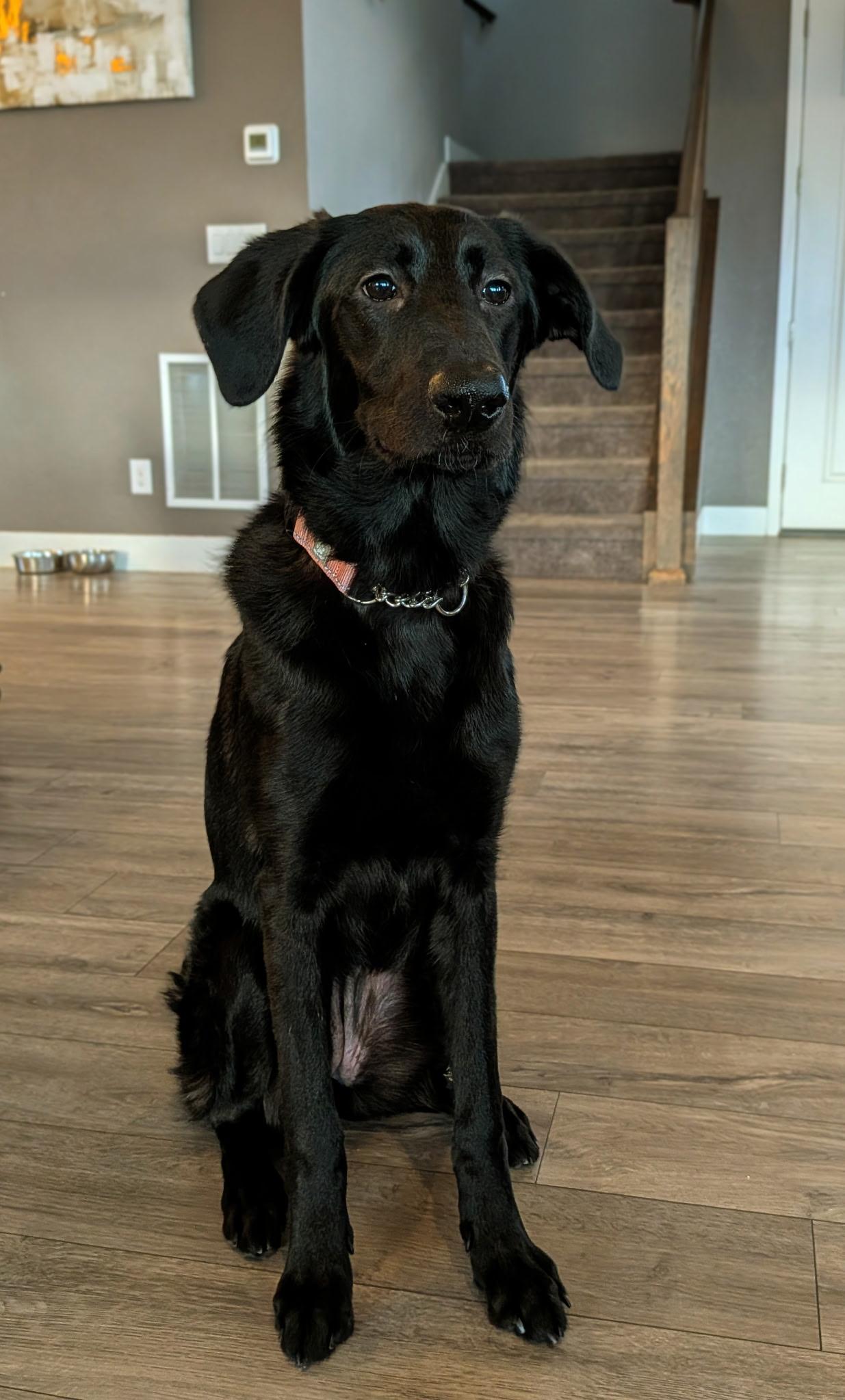 Maxine, a Adoptable mixed breed in Fort Collins, CO image 4/5