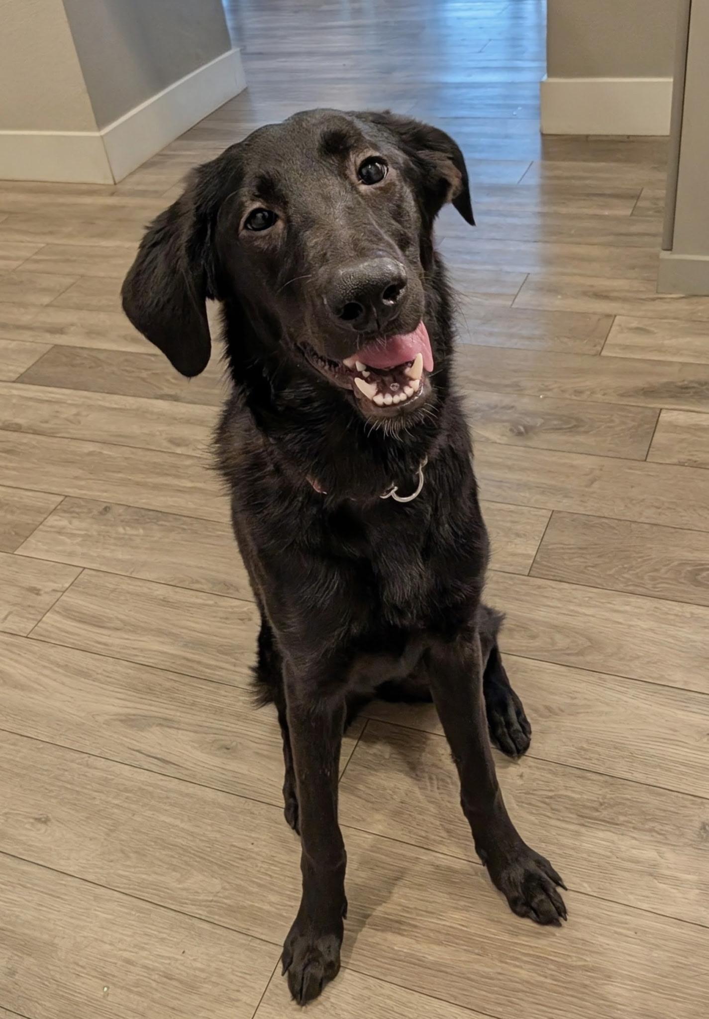Maxine, a Adoptable mixed breed in Fort Collins, CO image 5/5