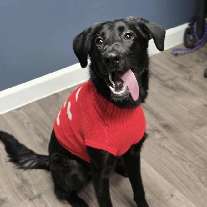 Maxine, a Adoptable mixed breed in Fort Collins, CO image 1/5