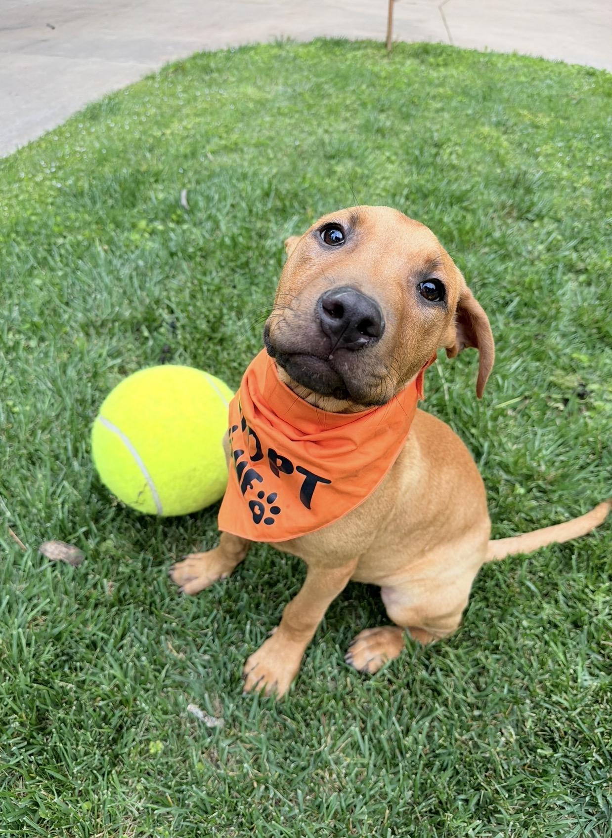 Enlarge Diego, a Adoptable mixed breed in Oklahoma City, OK image 4/4