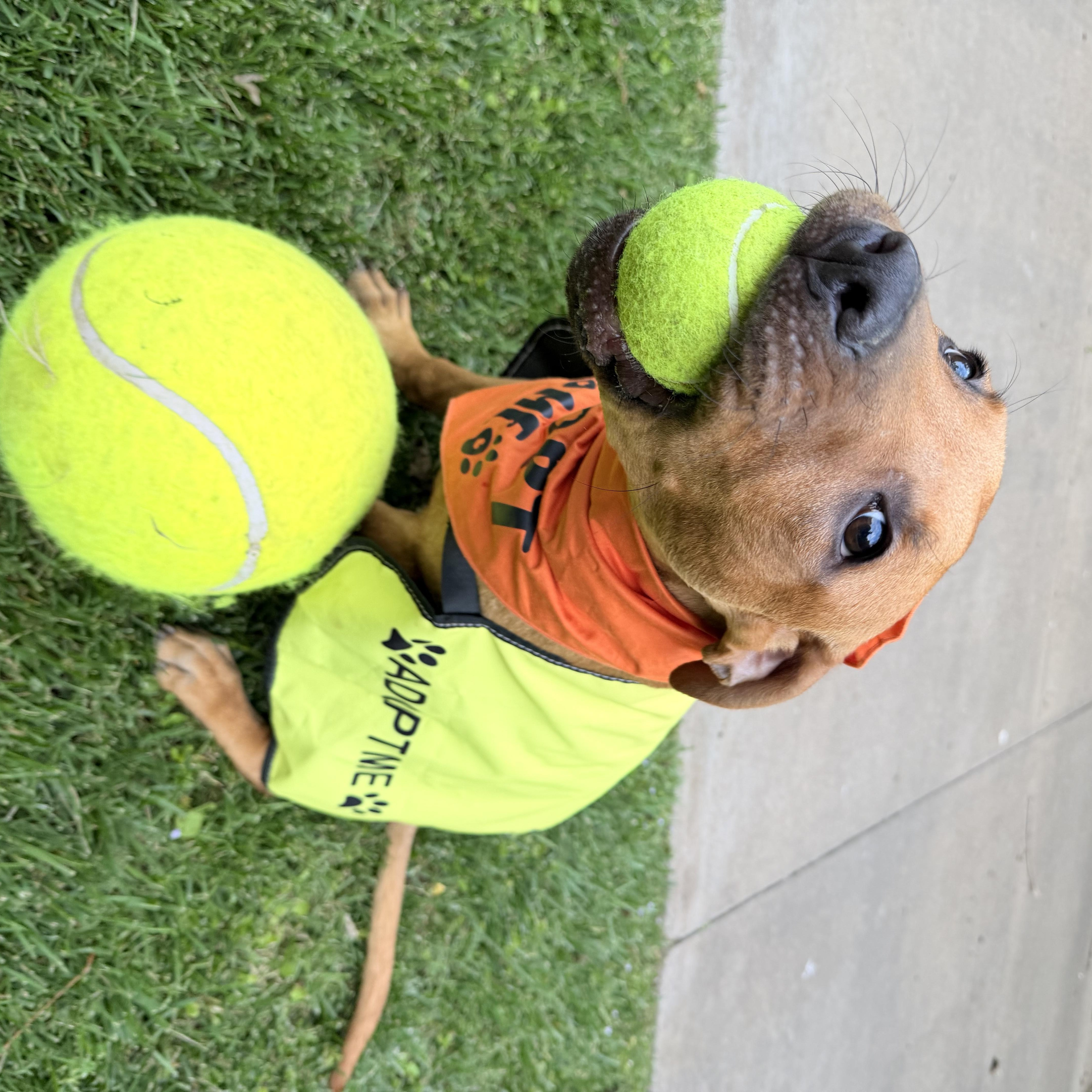 Enlarge Diego, a Adoptable mixed breed in Oklahoma City, OK image 2/4