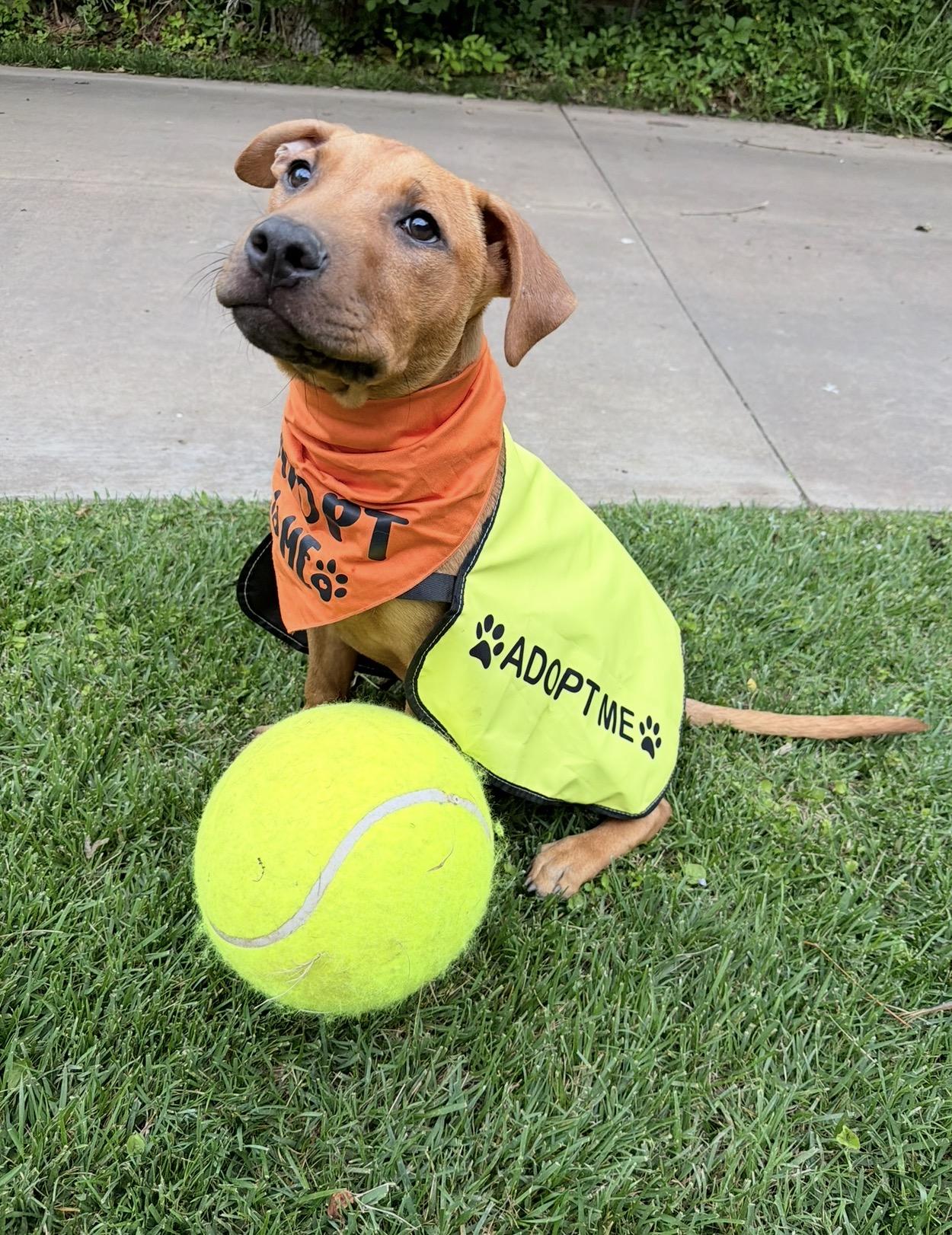 Enlarge Diego, a Adoptable mixed breed in Oklahoma City, OK image 1/4