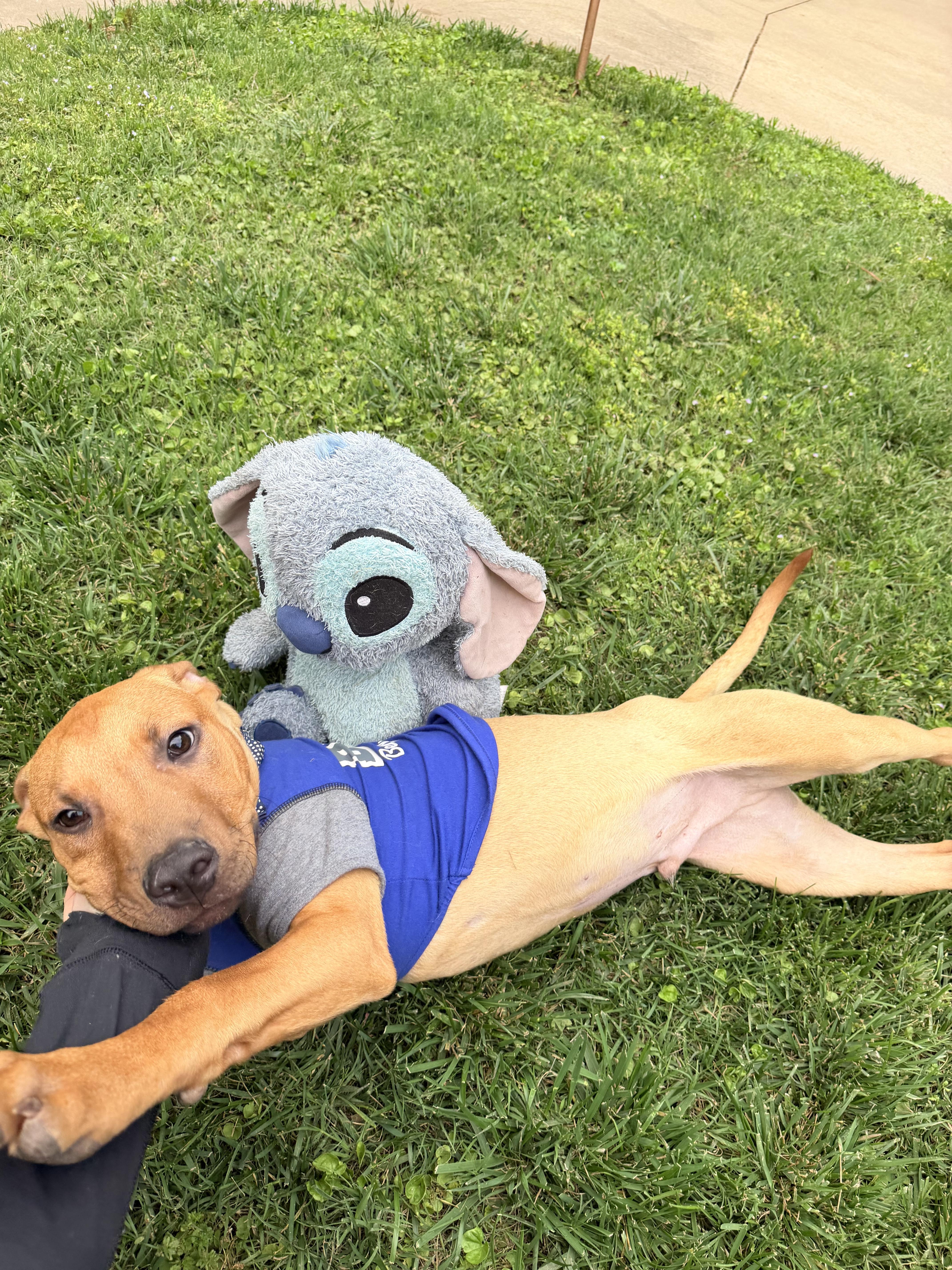 Enlarge Diego, a Adoptable mixed breed in Oklahoma City, OK image 3/4